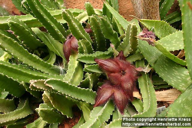 Photo: Stapelia hirsuta.