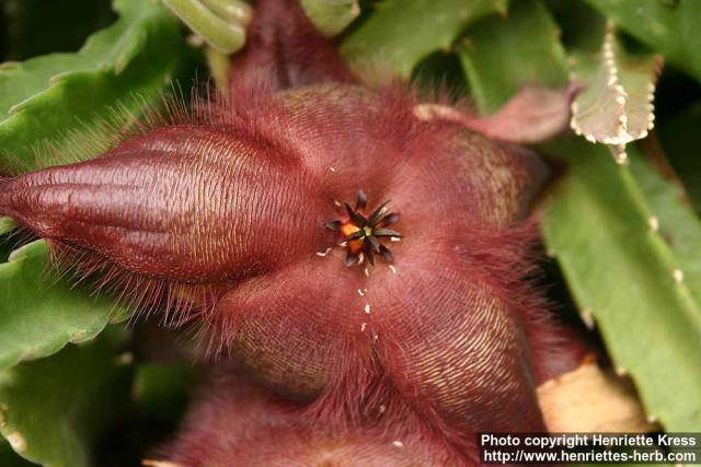 Photo: Stapelia hirsuta 1.