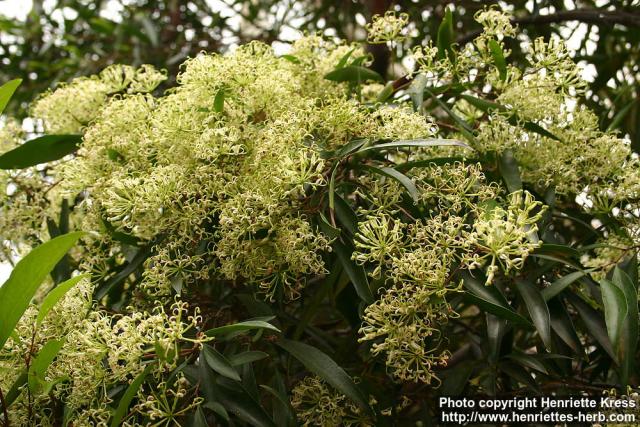 Photo: Stenocarpus salignus.