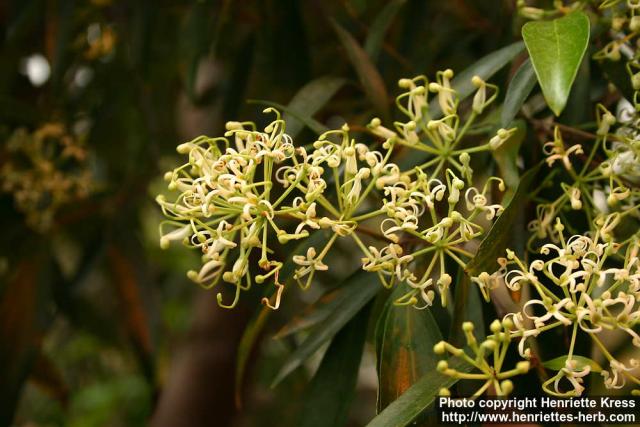 Photo: Stenocarpus salignus 1.