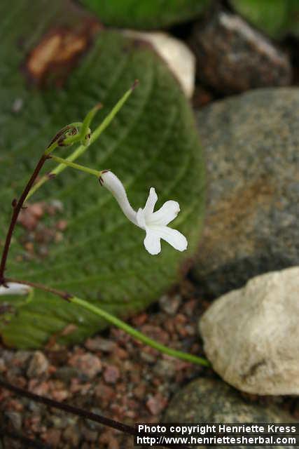 Photo: Streptocarpus prolixus 3.