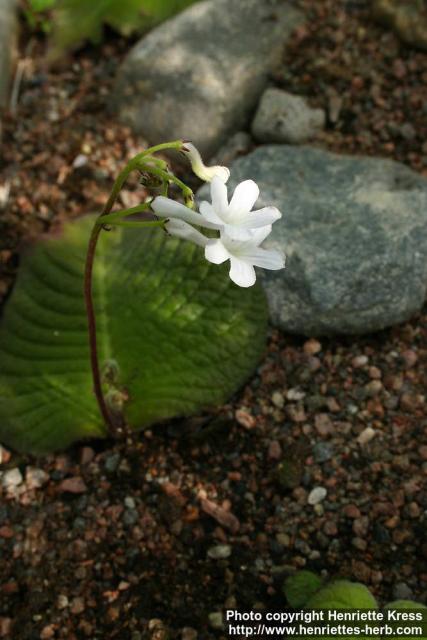 Photo: Streptocarpus prolixus 5.