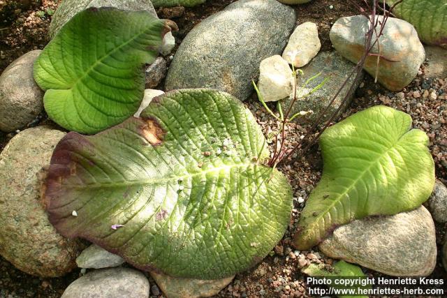 Photo: Streptocarpus prolixus 6.