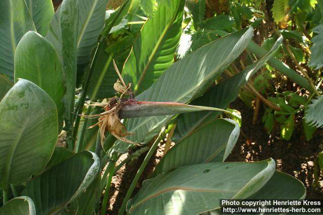 Photo: Strelitzia reginae 07.