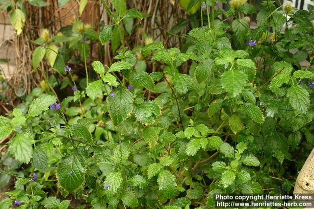 Photo: Stachytarpheta jamaicensis.