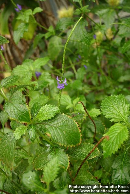 Photo: Stachytarpheta jamaicensis 1.