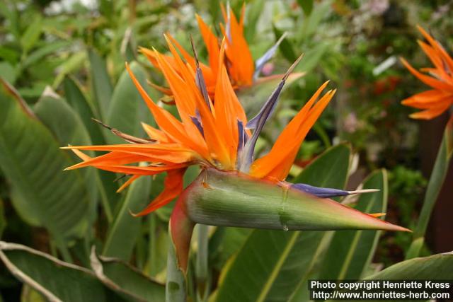 Photo: Strelitzia reginae 09.