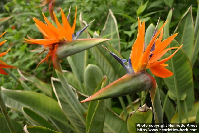 Photo: Strelitzia reginae 10.