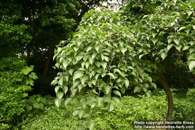 Photo: Styrax japonicus 2.