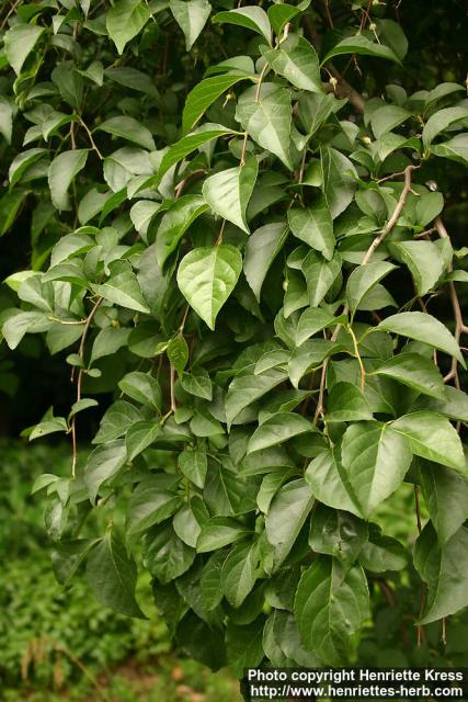 Photo: Styrax japonicus 3.