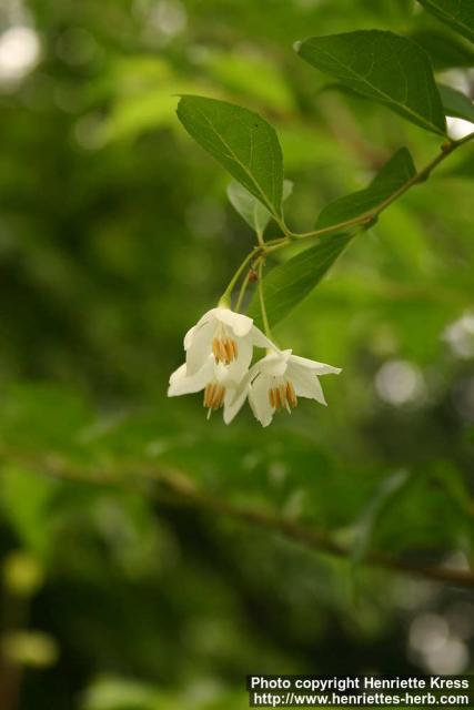 Photo: Styrax japonicus 6.