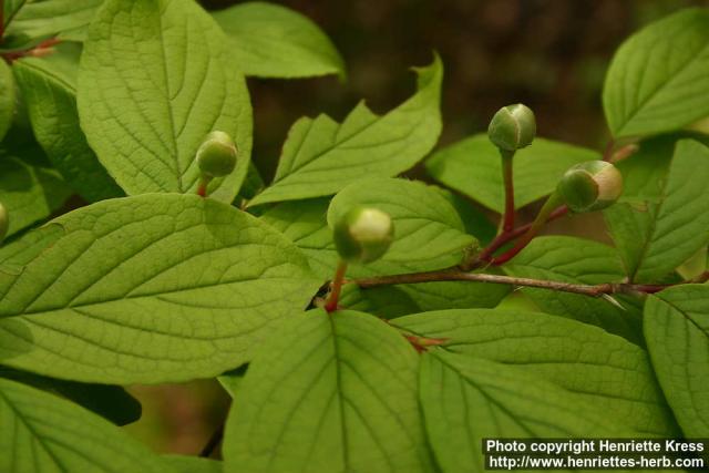 Photo: Stewartia pseudocamellia 2.