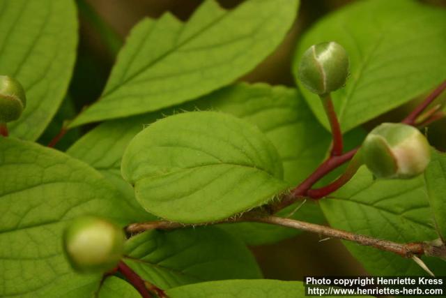 Photo: Stewartia pseudocamellia 3.