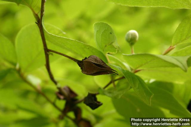 Photo: Stewartia pseudocamellia 4.