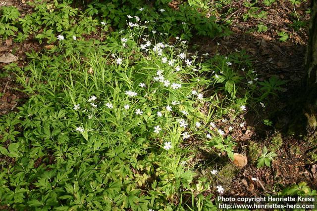 Photo: Stellaria holostea 0.