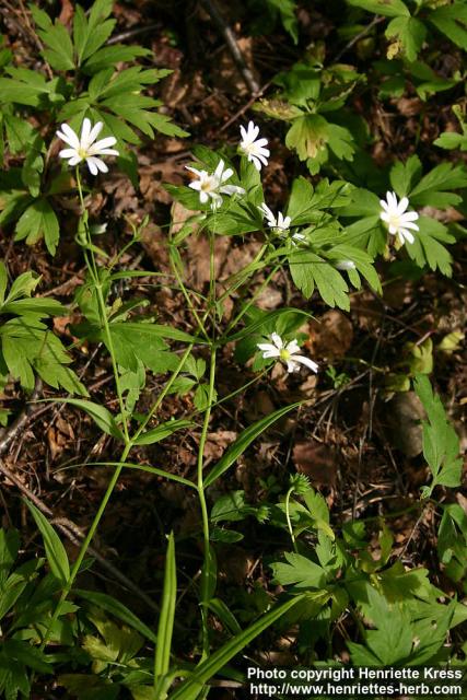 Photo: Stellaria holostea 1.