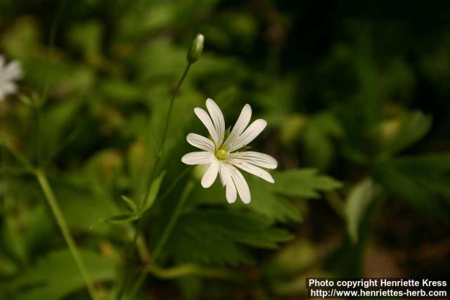 Photo: Stellaria holostea 2.