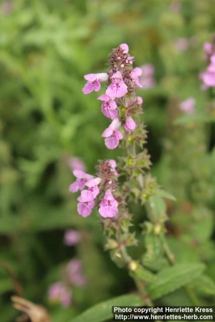 Photo: Stachys palustris 4.