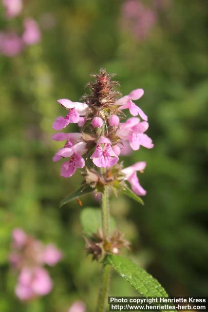 Photo: Stachys palustris 5.