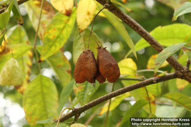 Photo: Staphylea trifolia 4.