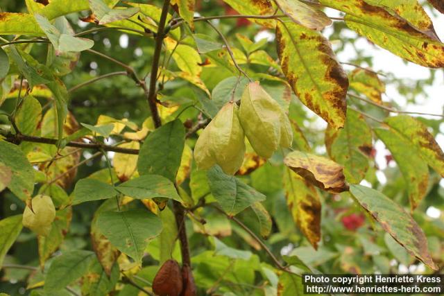 Photo: Staphylea trifolia 6.