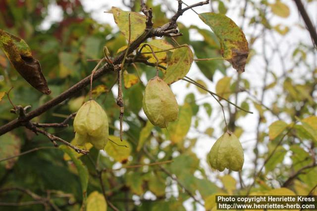 Photo: Staphylea trifolia 9.