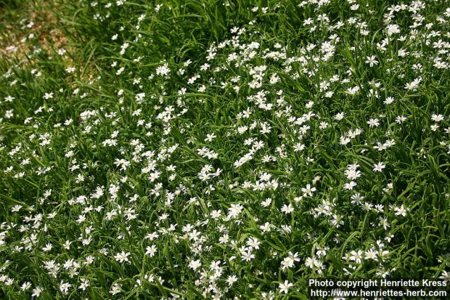 Photo: Stellaria holostea 3.