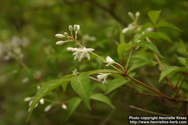 Photo: Staphylea bumalda 4.