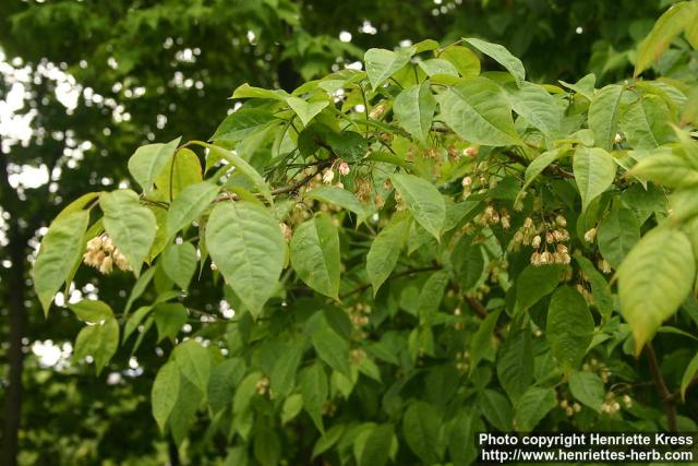 Photo: Staphylea trifolia 0.