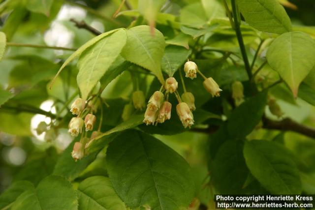 Photo: Staphylea trifolia 1.