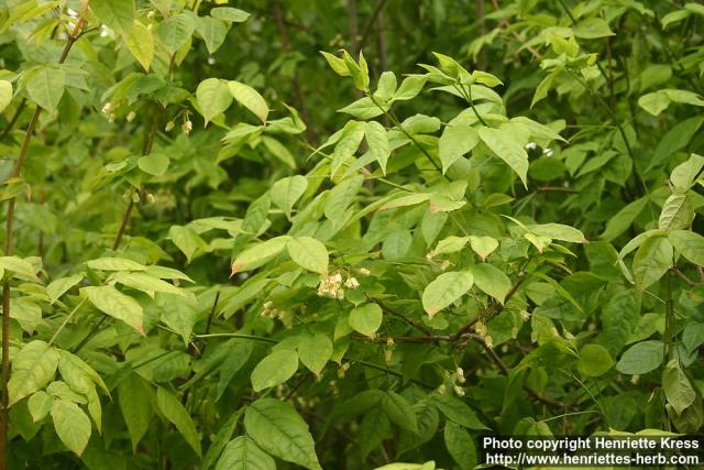 Photo: Staphylea trifolia 2.