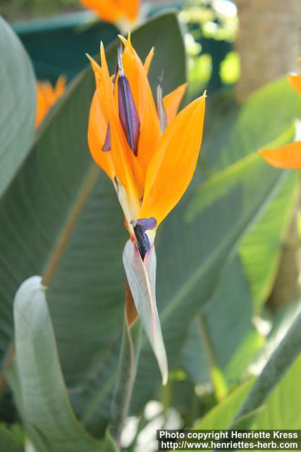 Photo: Strelitzia reginae 12.