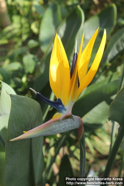 Photo: Strelitzia reginae 17.