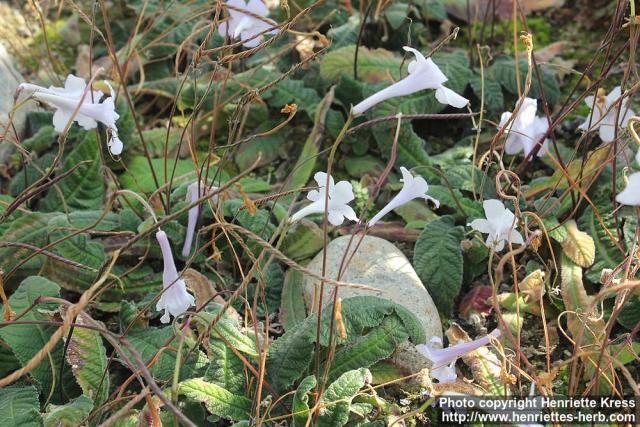 Photo: Streptocarpus rexii 0.