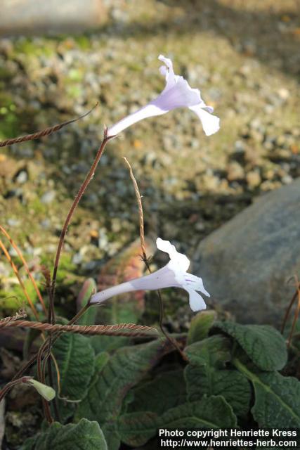 Photo: Streptocarpus rexii 2.