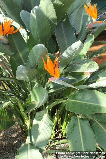 Photo: Strelitzia reginae 19.