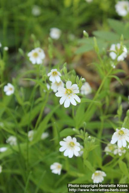 Photo: Stellaria palustris 0.