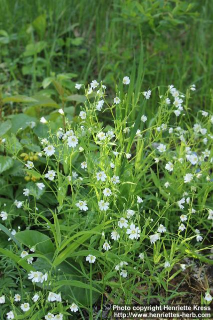 Photo: Stellaria palustris 1.