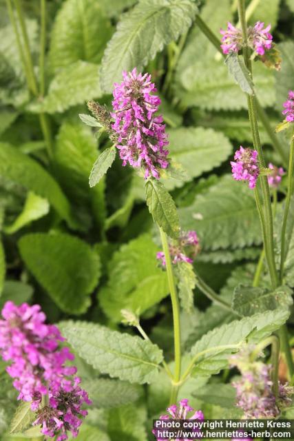 Photo: Stachys officinalis 08.