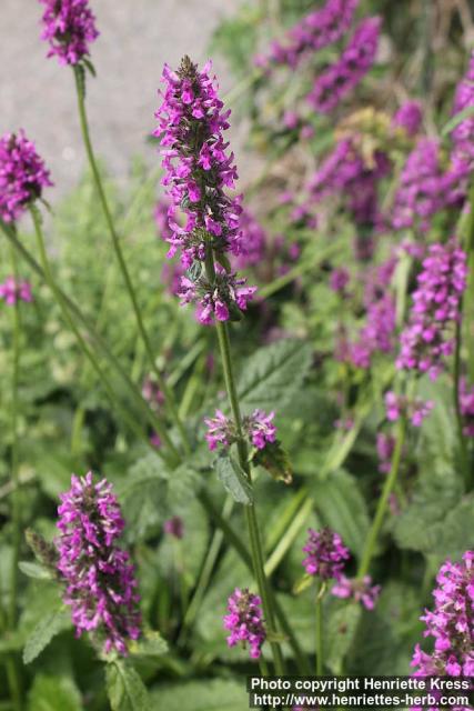 Photo: Stachys officinalis 10.