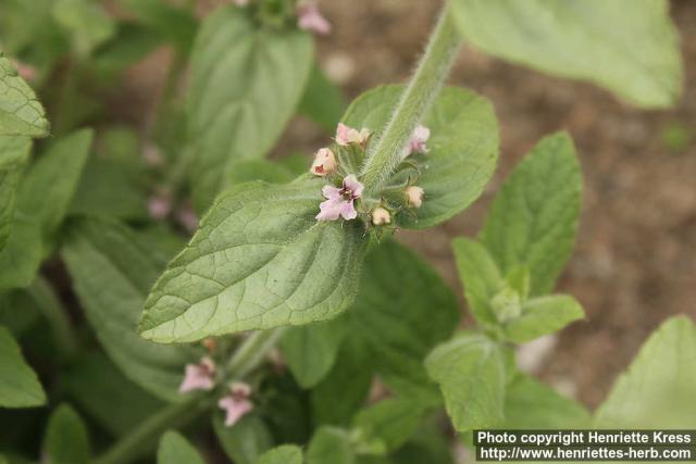 Photo: Stachys setifera 2.