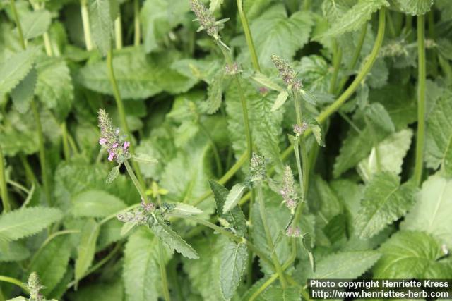 Photo: Stachys officinalis 12.