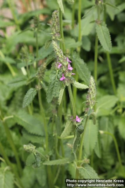 Photo: Stachys officinalis 13.