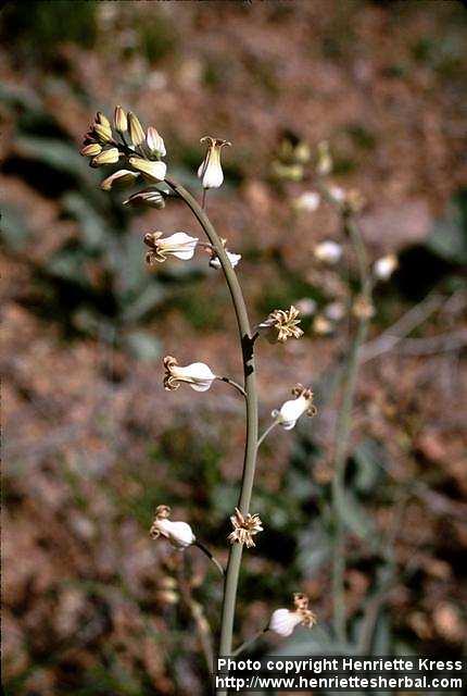 Photo: Streptanthus carinatus 1.