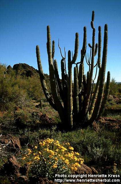 Photo: Stenocereus thurberi.