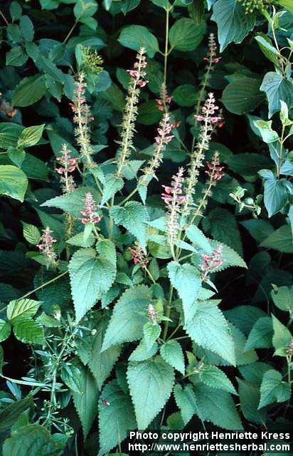 Photo: Stachys sylvatica.