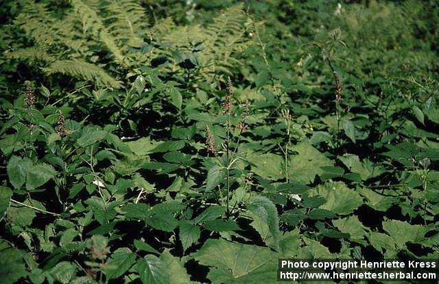 Photo: Stachys sylvatica 1.