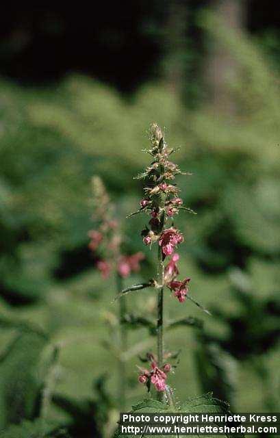 Photo: Stachys sylvatica 2.