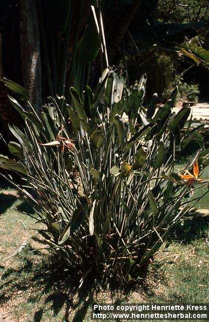 Photo: Strelitzia reginae 1.