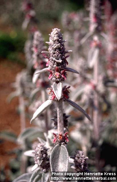 Photo: Stachys byzantina 1.